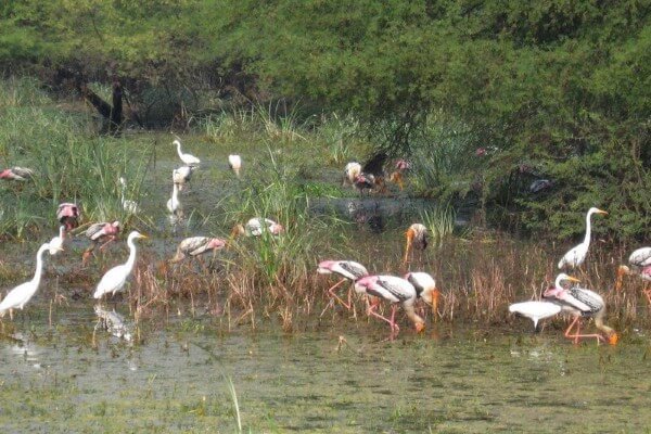 Baharatpur (1)