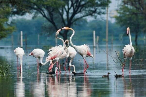 Baharatpur (2)