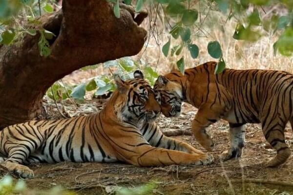 Baharatpur (5)