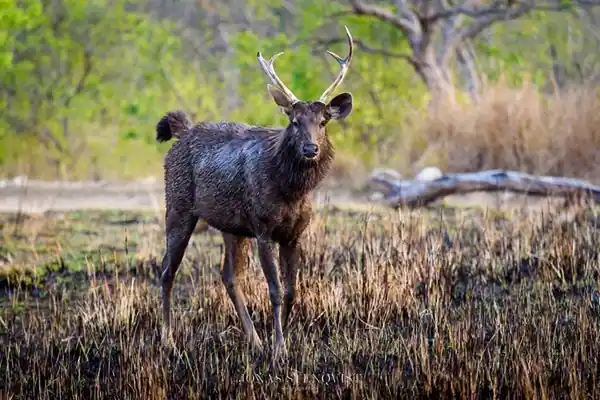 Jim Corbett (1)