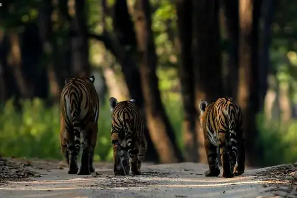 Jim Corbett (3)