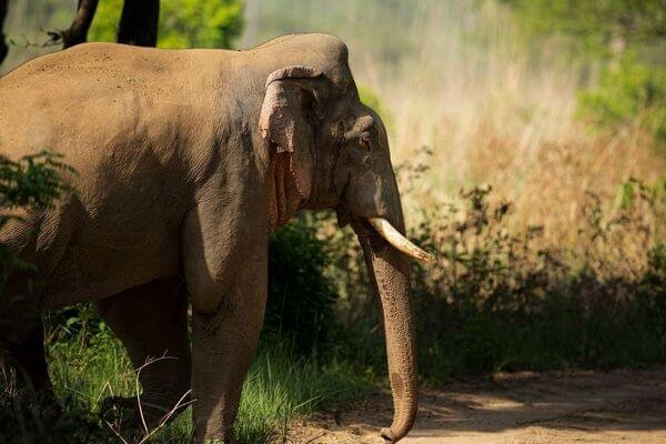 Jim Corbett (4)