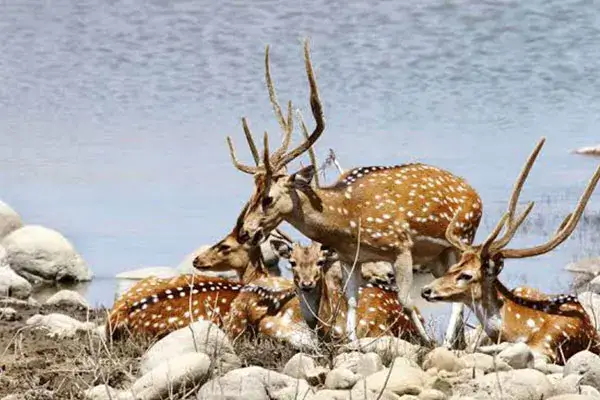 Jim Corbett (4)