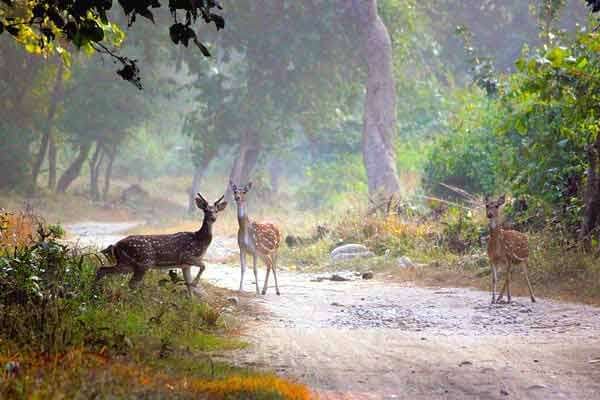 Jim Corbett (6)