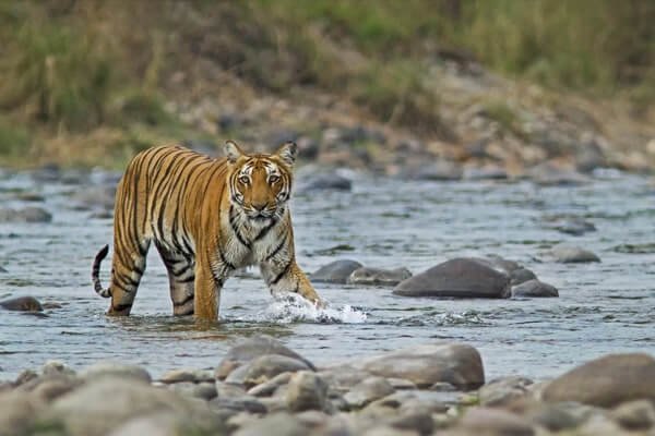 Jim Corbett (7)