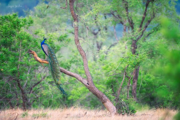Panna-National-Park