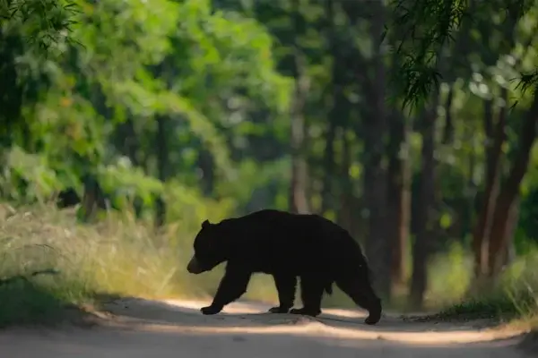 Panna-National-Park 2