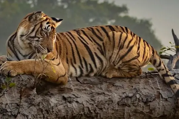 Panna-National-Park 5