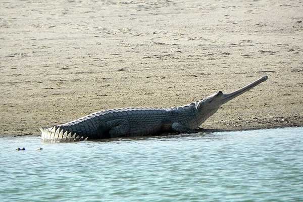 Panna-National-Park 7