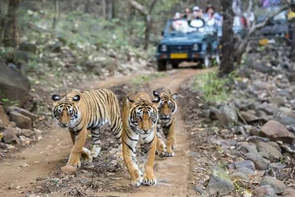 Ranthambore 1-2