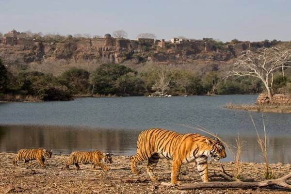 Ranthambore 1