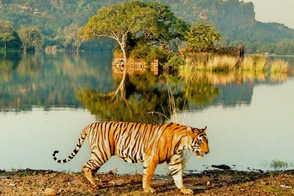 Ranthambore 2
