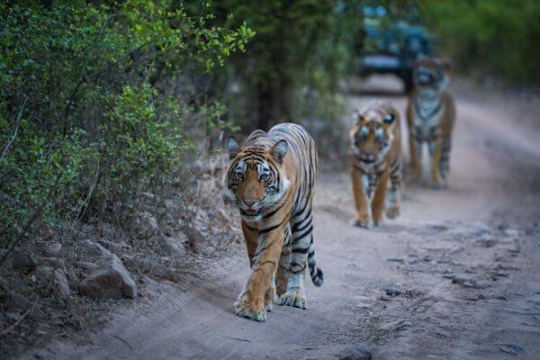 Ranthambore 3