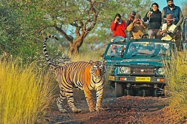 Ranthambore 4