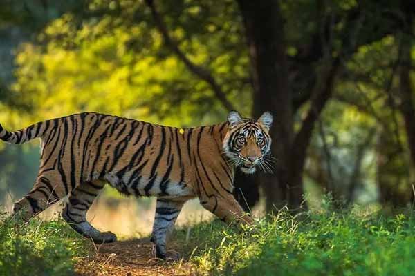 Ranthambore