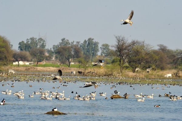 Sultanpur (1)