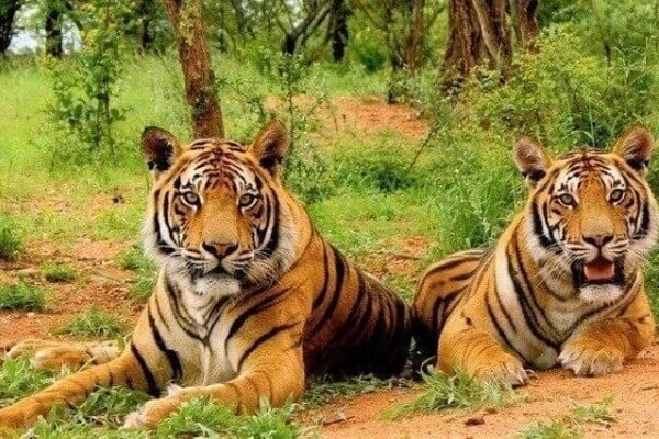 sariska (1)
