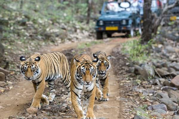 sariska (1)