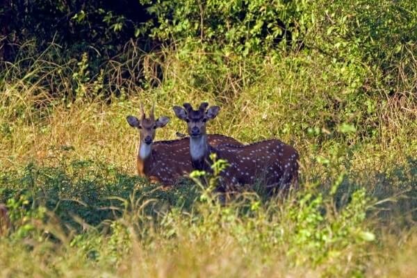 sariska (2)