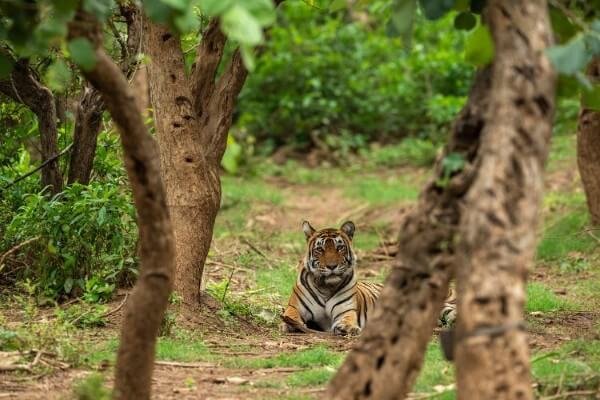 sariska (3)
