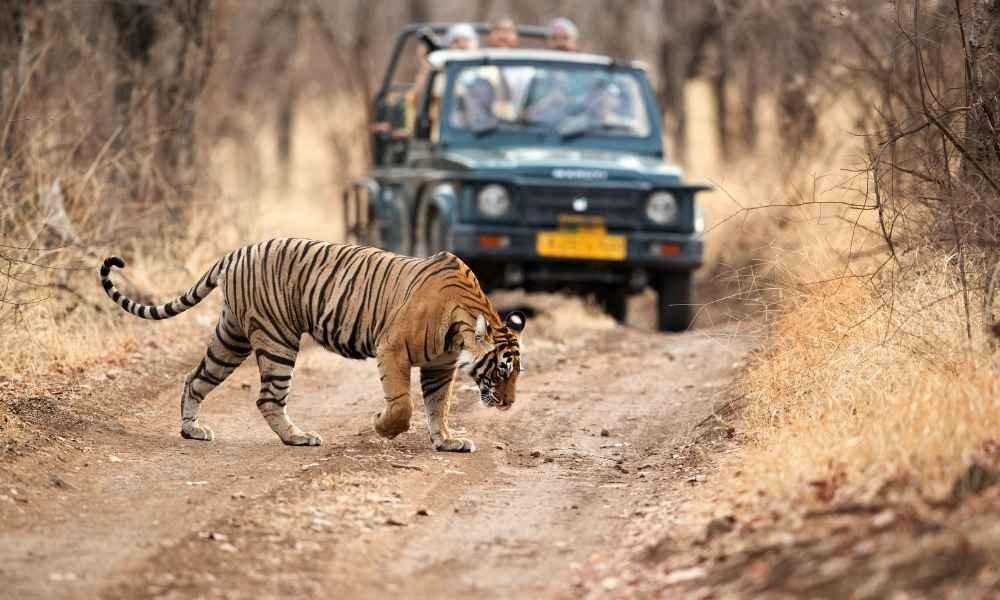 Golden Triangle Tours – Delhi- Agra –Ranthambhore-Jaipur- Delhi 8 days