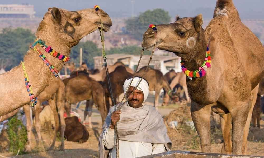 Royal Rajasthan Tours (4)